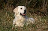 GOLDEN RETRIEVER 847